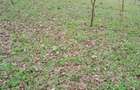 Vand teren construibil, gradina, agricol, livada, central, totul intabulat 3.000mp - 1