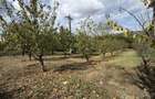 Teren OSOI(com Comarna) 3200 mp contact : 0 7 8 7 5 6 6 4 4 9 - 3