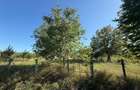Teren intravilan 965 mp-imprejmuit-ideal casa-Livezile