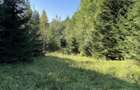 Teren 15.600 mp (1,56 ha) Campulung Moldovenesc | Padure, izvor si parau | Refugiu in mijlocul naturii - 4