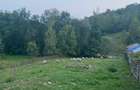 TEREN DE VANZARE 1.688 MP| SULTANU | VISINESTI | DEALURILE SULTANULUI - 4