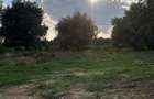 Vand teren intravilan Delta Dunarii in Pardina cu iesire la Dunare - 4