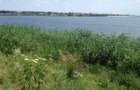 Particular, vand teren cu deschidere la lacul Cernica, langa padure - 7