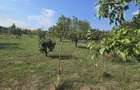 Teren in suprafata de 2400 mp cu cabanuta