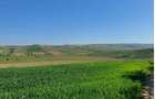 Cota de 1/2 din teren extravilan, comuna Rogova, Jud Mehe... - 2