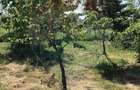 Vila in Teghes, com. Domnesti (IF), regim P+1, acces rapid Bucuresti