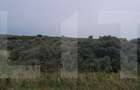 Teren extravilan, plantatie de catina 17.300 mp, comuna Unteni