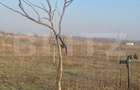Ferma de nuci - teren agricol, zona Ivesti - 2