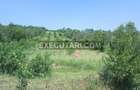 Teren extravilan - Livada - 2 loturi -7 417 m², Budacu de Jos - 2