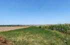 Teren de 36000 mp, în Dumbrava - 2