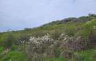 Vanzare teren 35.000mp Stefanesti -Arges-Comision 0% - 1