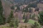 Teren la munte, Bucovina