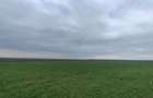 frumusani, teren de vanzare extravilan- direct proprietar - 4