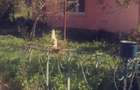 Casa de vacanta cu etaj la raul Nera DN 57 cu teren 4500 mp2 Naidas Nr.693 (CS)