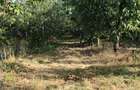 Livada 600pomi de 12 ani,cu casa 2camere,baie ,bucatarie,10000mp - 9