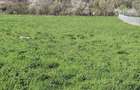 Teren intravilan in Cracaoani, judetul Neamt - 3