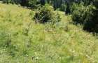Vand teren intravilan Borsa Maramures - 8
