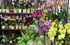 Preluare Afacere Florarie. - 3
