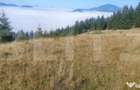 Teren extravilan, 50.000 mp, zona Vatra Dornei - Vatra Dornei (Suceava) - 2