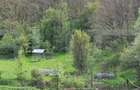 Padure Salcam, 120000Mp, Bradesti - 3