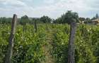 Teren de 2400 mp, în Războieni - 3