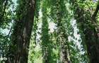 Domeniu cu Lac,Izvoare naturale si Insula,Giurgiu,Vanatorii Mici,6,3HA - 4