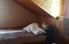 Casă cu 5 camere cu Teren 8900 Mp în Pătroaia-Deal - 3