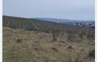 Teren viticol intravilan extravilan 3,5 ha - 1