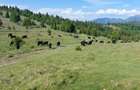 Vand teren 47.8 HA intravilan + extravilan Moisei/Viseu - 4