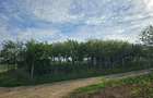 Vand CLADIRE in constructie cu teren 2834 mp cu fundatie de lung de 49.54 in loc Fegernic nr 220 - 4
