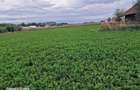 Vand teren intravilan 3500mp,sat Costana, com Todiresti - 6