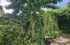 Ap 2 camere decomandat, 52 mpu| Bd.Decebal Oradea | Curte proprie ! - 2