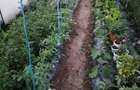 Casa noua cu mansarda si 1.24 hectare teren intravilan - 4