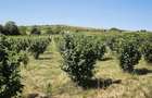 Plantatie Alun 2,9 ha - 4