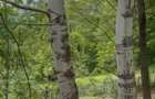 Vand teren extravilan comuna Barbatesti, Valcea, zona PARC NATIONAL!!! - 8