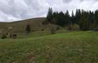 Teren de 600 mp, în Paltin - 2