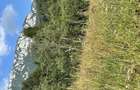 Teren extravilan 4061mp in Arge?, Rucar (saticul de sus) -sub Piatra Craiului - 6
