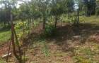 Casa in vanzare Vaslui teren 1100 mp 114 mp constructie 2 camere - 9