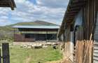 Ferma zootehnica / stana pentru oi si vaci teren 10.000 mp - Maneciu-Pamanteni