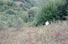 Proprietar-Vand doua terenuri, unul de 7.100 mp, celalalt de 25.000 m2 - 6