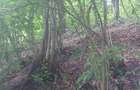 Vand sau schimb padure in Baia Mare - 4
