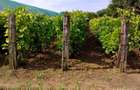 Vand teren 5128 m statiunea Lacu sarat braila - 5