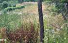 Vanzare Teren Construibil 6000mp Campul Lung Muscel Arges - 6