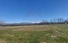TEREN CU PLANTA?IE DE TRANDAFIRI ,,ROSA DAMASCENA,\ \CARANSEBE?\JUD.CS - 9