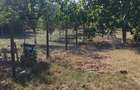 Teren intravilan de vanzare - 7