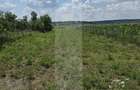 Teren intravilan, 1477mp , Loc. Balusenii Noi - Botosani - 3