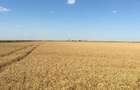Vand teren agricol 103 ha compact in Judetul Timis - 12