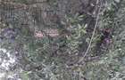 Casa cu teren in suprafata de 6.800m2 - 8