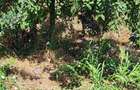 URGENT CASĂ ȘI LIVADĂ - 5