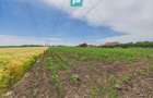 Teren extravilan 5000 mp, Arad